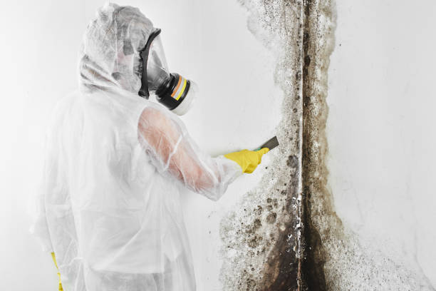 Mold Removal Process in Antioch, CA