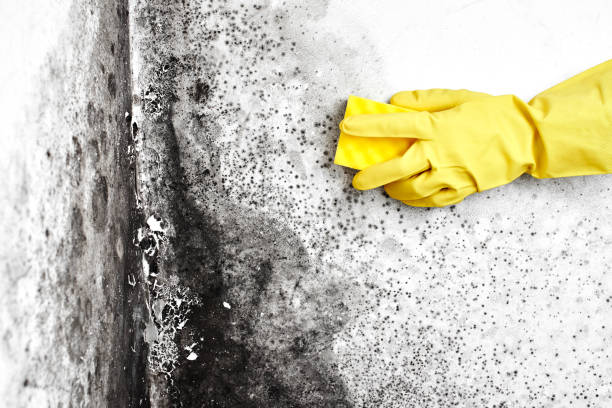 Antioch, CA Mold Removal Company