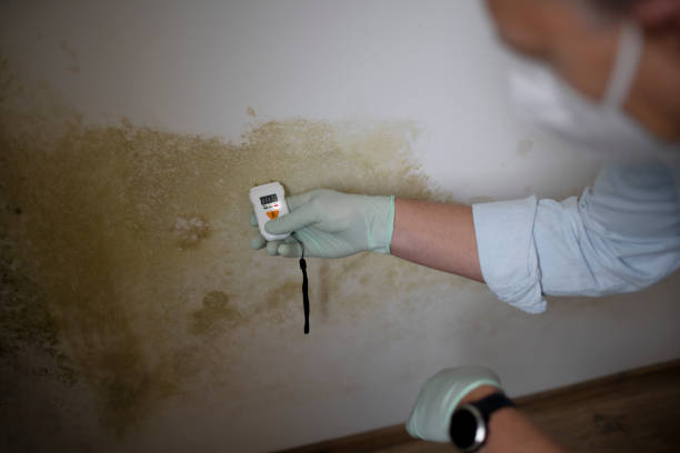 Best Certified Mold Removal  in Antioch, CA