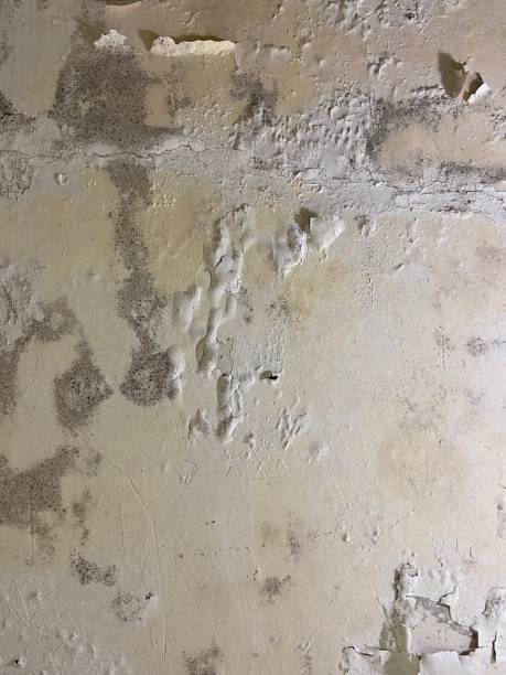 Best Same-Day Mold Removal  in Antioch, CA
