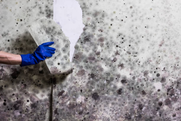 Best Mold Testing  in Antioch, CA