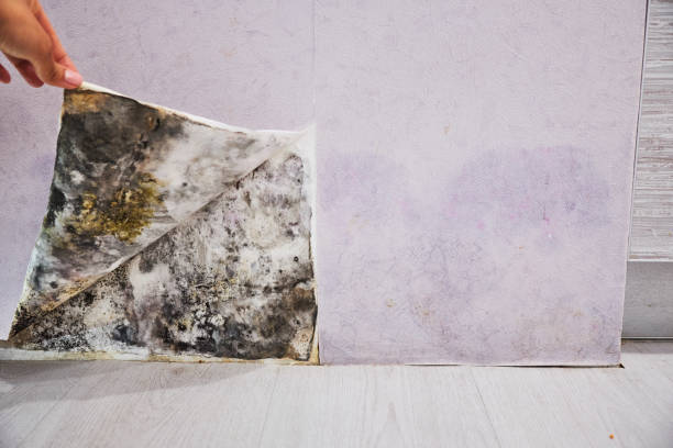Best Affordable Mold Removal  in Antioch, CA